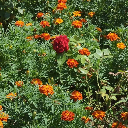 Apartment Passas Mare & *