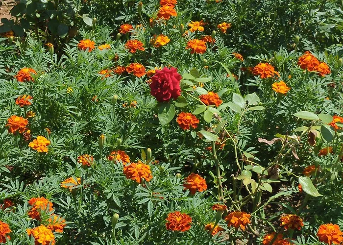 Appartement Passas Mare & *